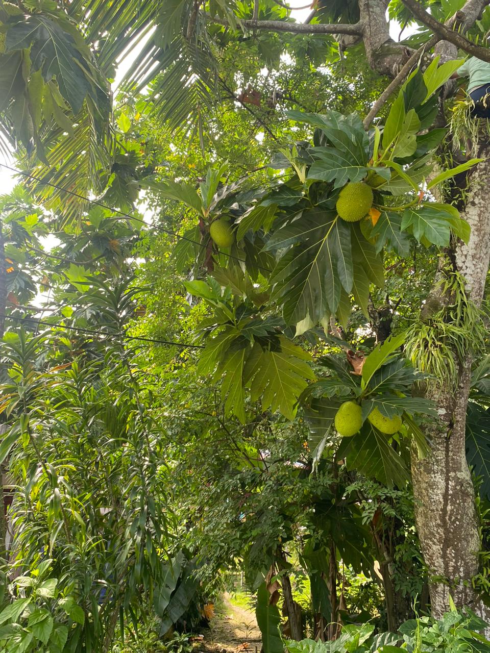 Buah Sukun Segar Yefman